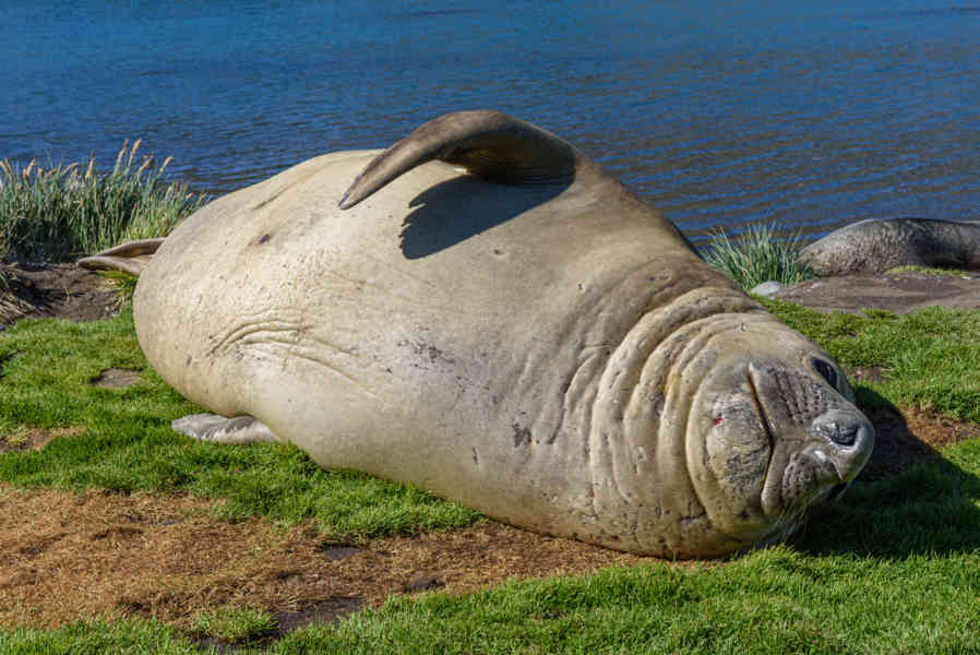 Elefante Marino - islas Georgias del Sur 22.jpg